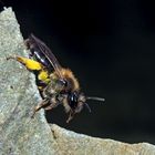 Sandbiene (Andrea clarkella)* im Wald! (2. Foto) - Une abeille sauvage dans la forêt!