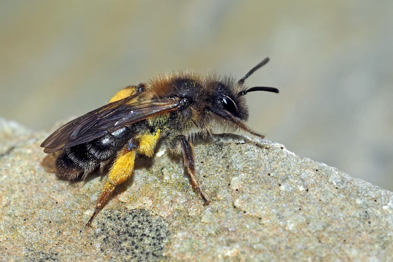 Sandbiene (Andrea clarkella)* im Wald! - Une abeille sauvage dans la forêt!