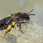 Sandbiene (Andrea clarkella)* im Wald! - Une abeille sauvage dans la forêt!