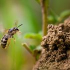 Sandbiene – Andrena