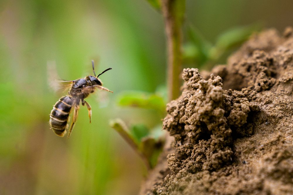 Sandbiene – Andrena