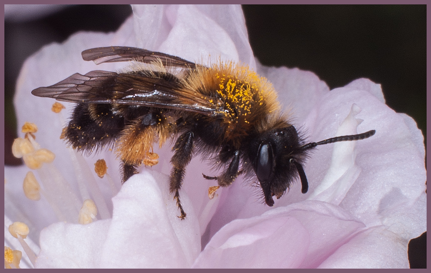 Sandbiene (Andrena bicolor) auf Mandelblüte