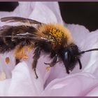 Sandbiene (Andrena bicolor) auf Mandelblüte