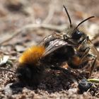 Sandbiene Andrena clarkella - Kopula