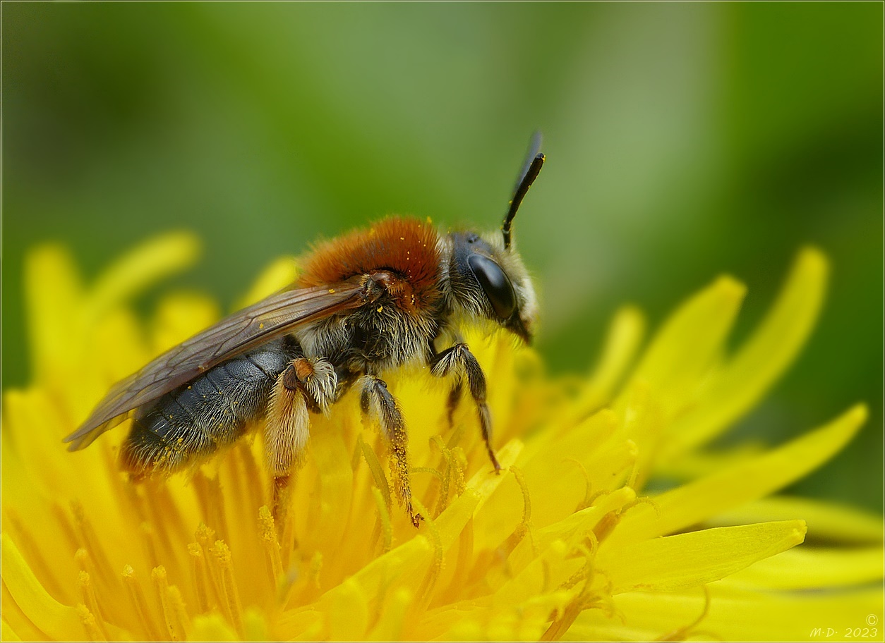 Sandbiene (Andrena nitida) heißt diese Wildbiene ...