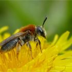 Sandbiene (Andrena nitida) heißt diese Wildbiene ...