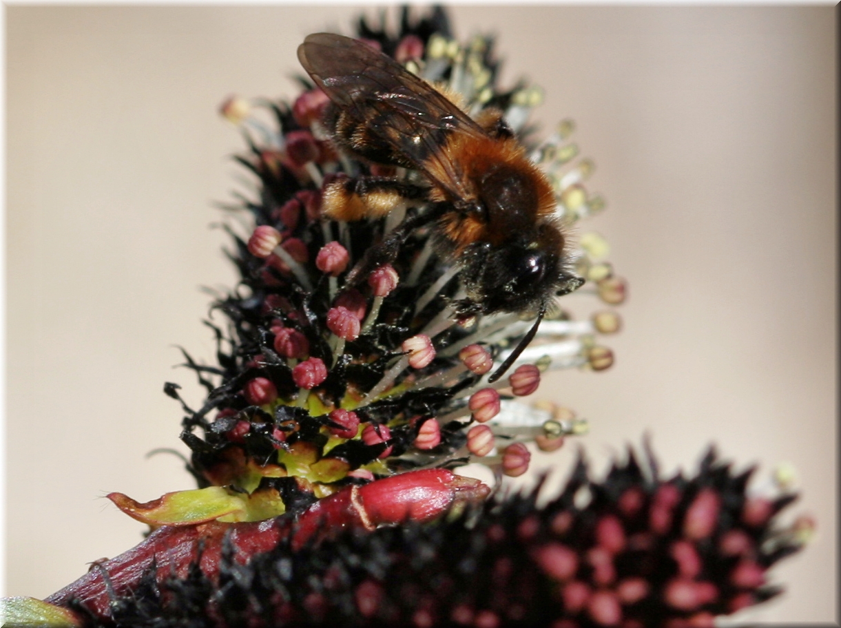 Sandbiene (Andrena spec.) an Salix melanostachys