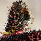 Sandbiene (Andrena spec.) an Salix melanostachys