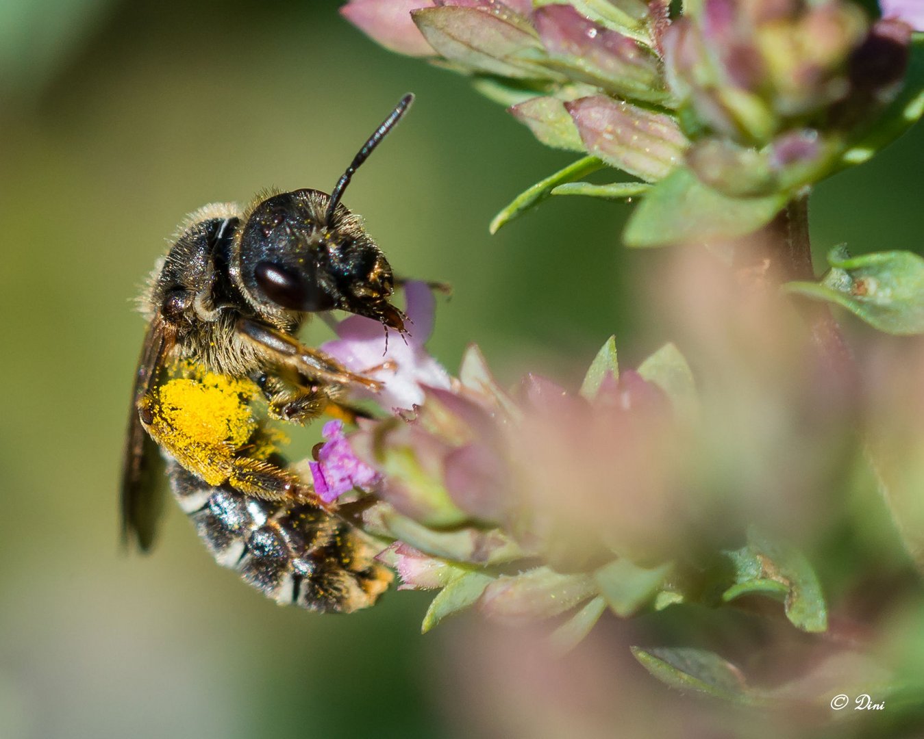 Sandbiene (ANDRENA VENTRALIS)