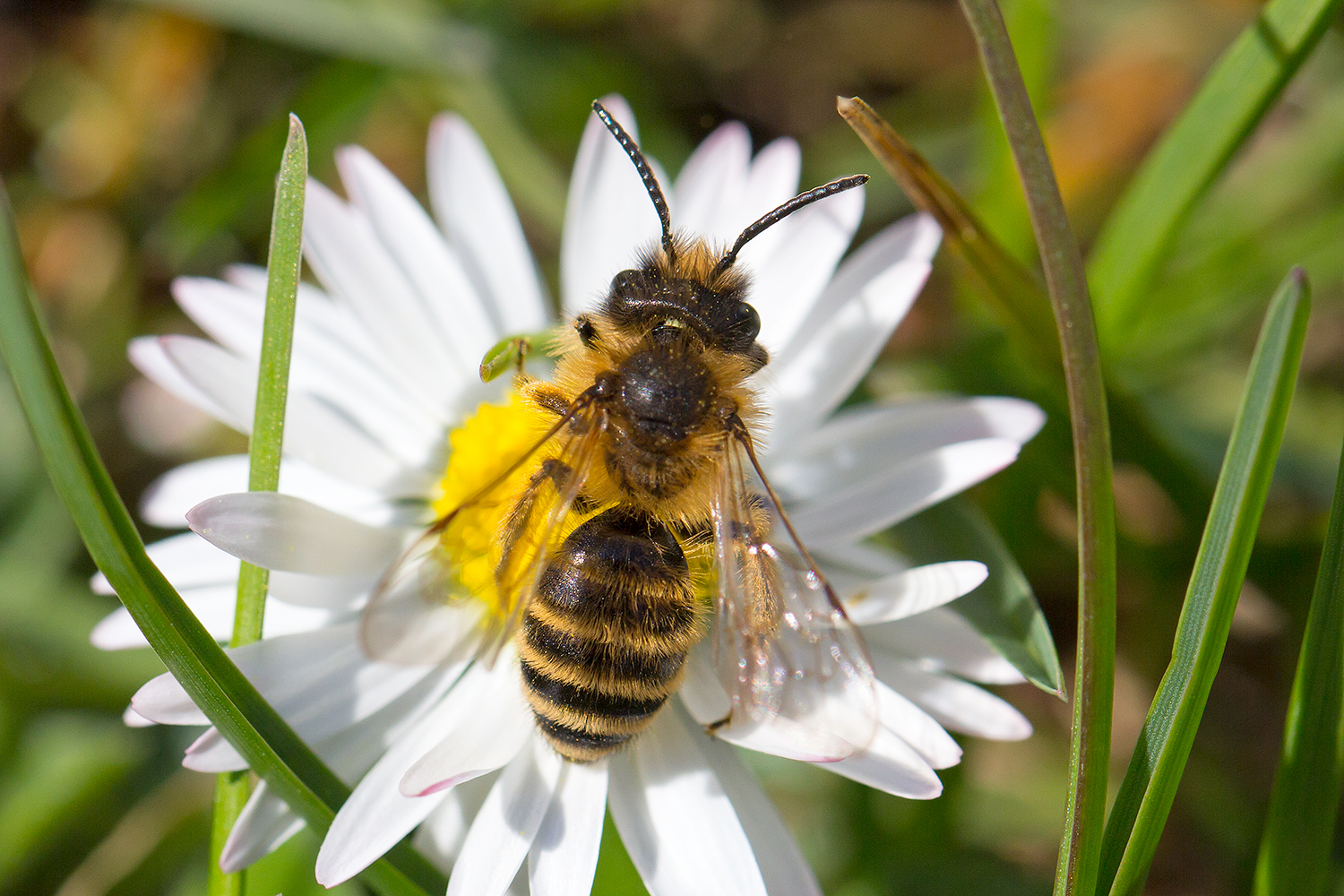 Sandbiene auf Gänseblümchen