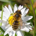 Sandbiene auf Gänseblümchen