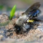 Sandbiene beim Graben (Mining Bee, Andrena)