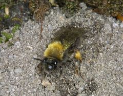 Sandbiene beim Verschließen der Neströhre