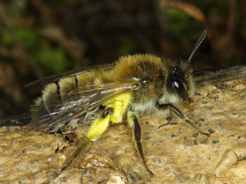 Sandbiene bringt neue Pollen