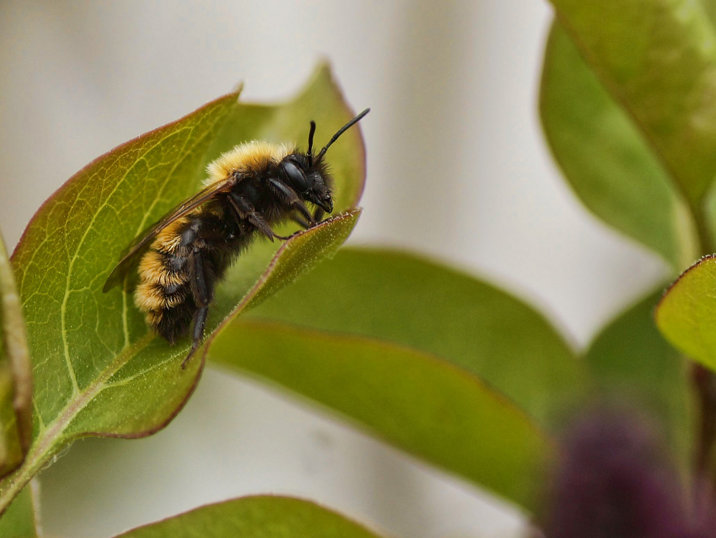 Sandbiene Foto & Bild natur, insekten, tiere Bilder auf