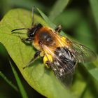 Sandbiene (evtl. Andrena gravida) - Weibchen