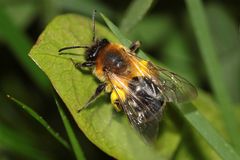 Sandbiene (evtl. Andrena gravida) - Weibchen