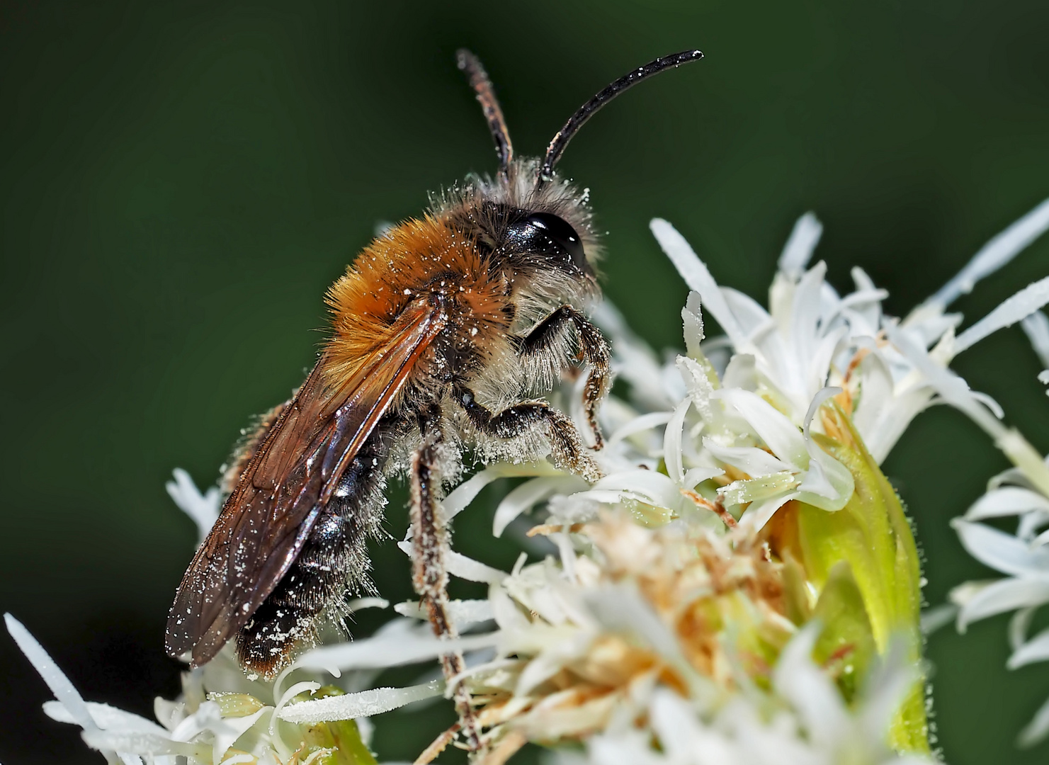 Sandbiene (Gattung Andrena) * - Une abeille sauvage protégée...