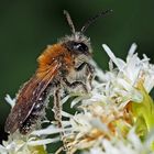 Sandbiene (Gattung Andrena) * - Une abeille sauvage protégée...