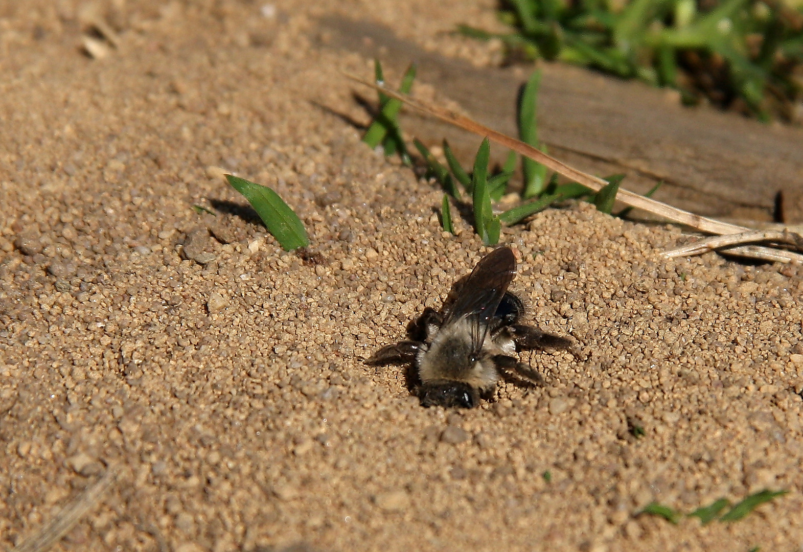 Sandbiene gräbt im Sand