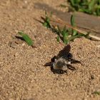 Sandbiene gräbt im Sand