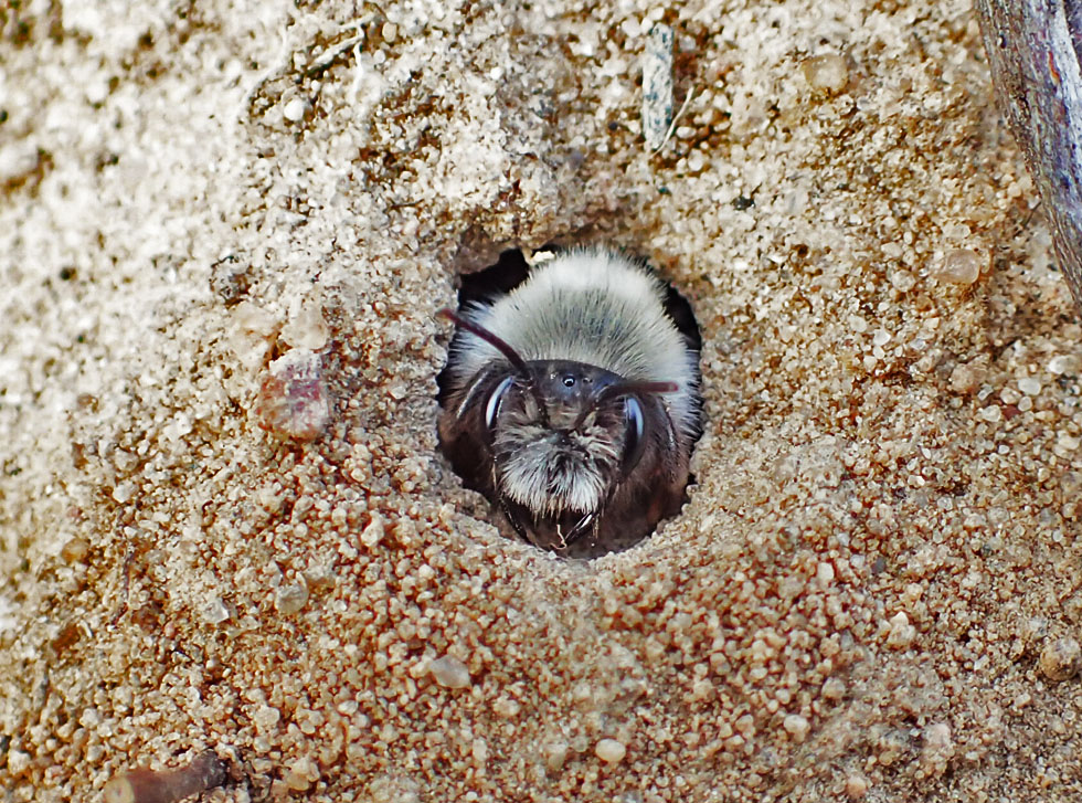 Sandbiene im Baueingang