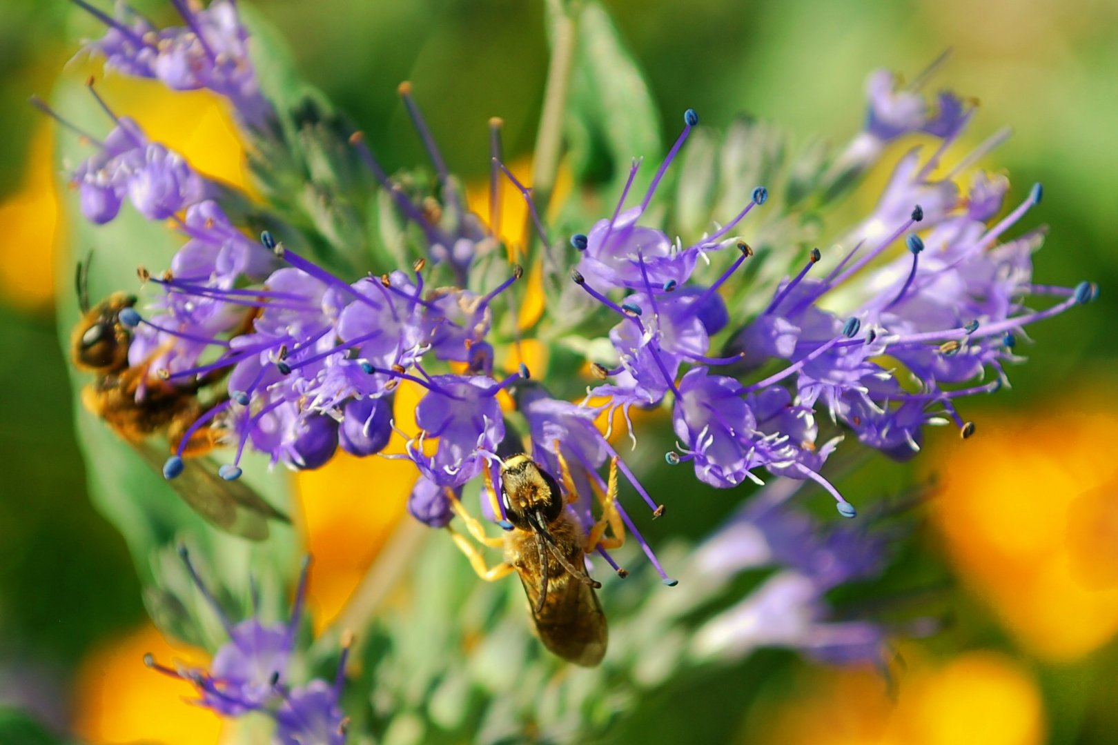 Sandbiene und Bartblume