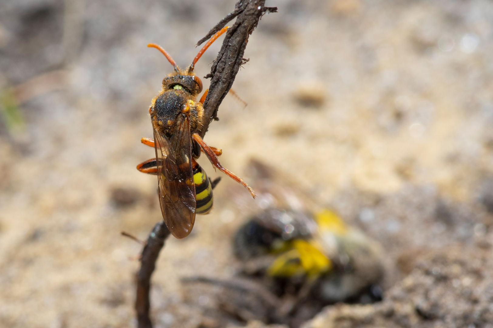 Sandbiene und Wespenbiene (1/4)