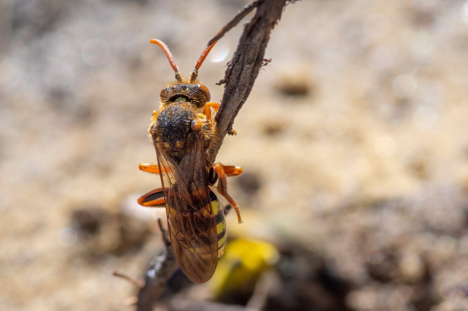 Sandbiene und Wespenbiene (2/4)