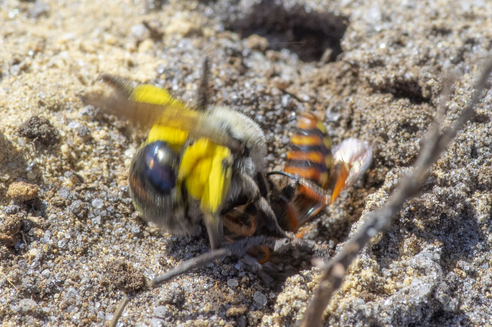 Sandbiene und Wespenbiene (4/4)