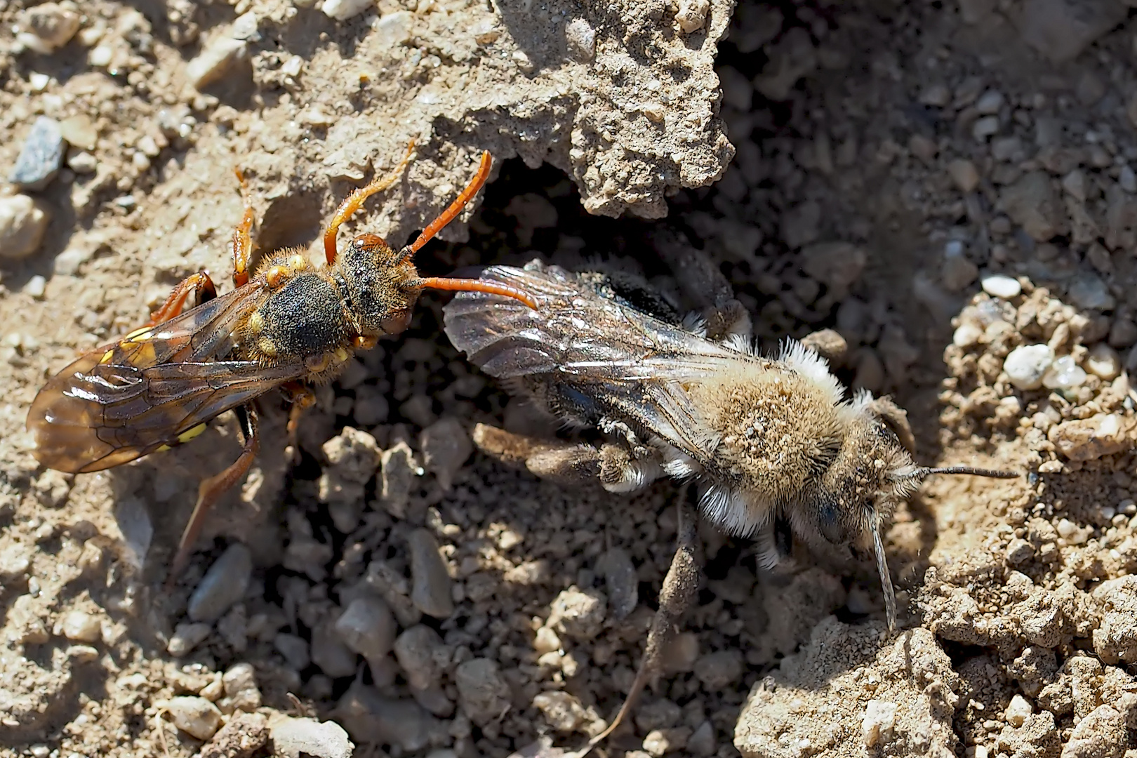 Sandbiene und Wespenbiene, ein eigenartiges Miteinander! (3. Foto) - Deux êtres avec un seul but!