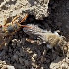 Sandbiene und Wespenbiene, ein eigenartiges Miteinander! (3. Foto) - Deux êtres avec un seul but!