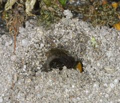 Sandbiene verschwindet im Nest