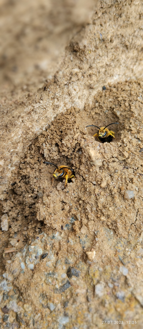 Sandbienen