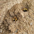 Sandbienen