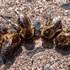 Sandbienen