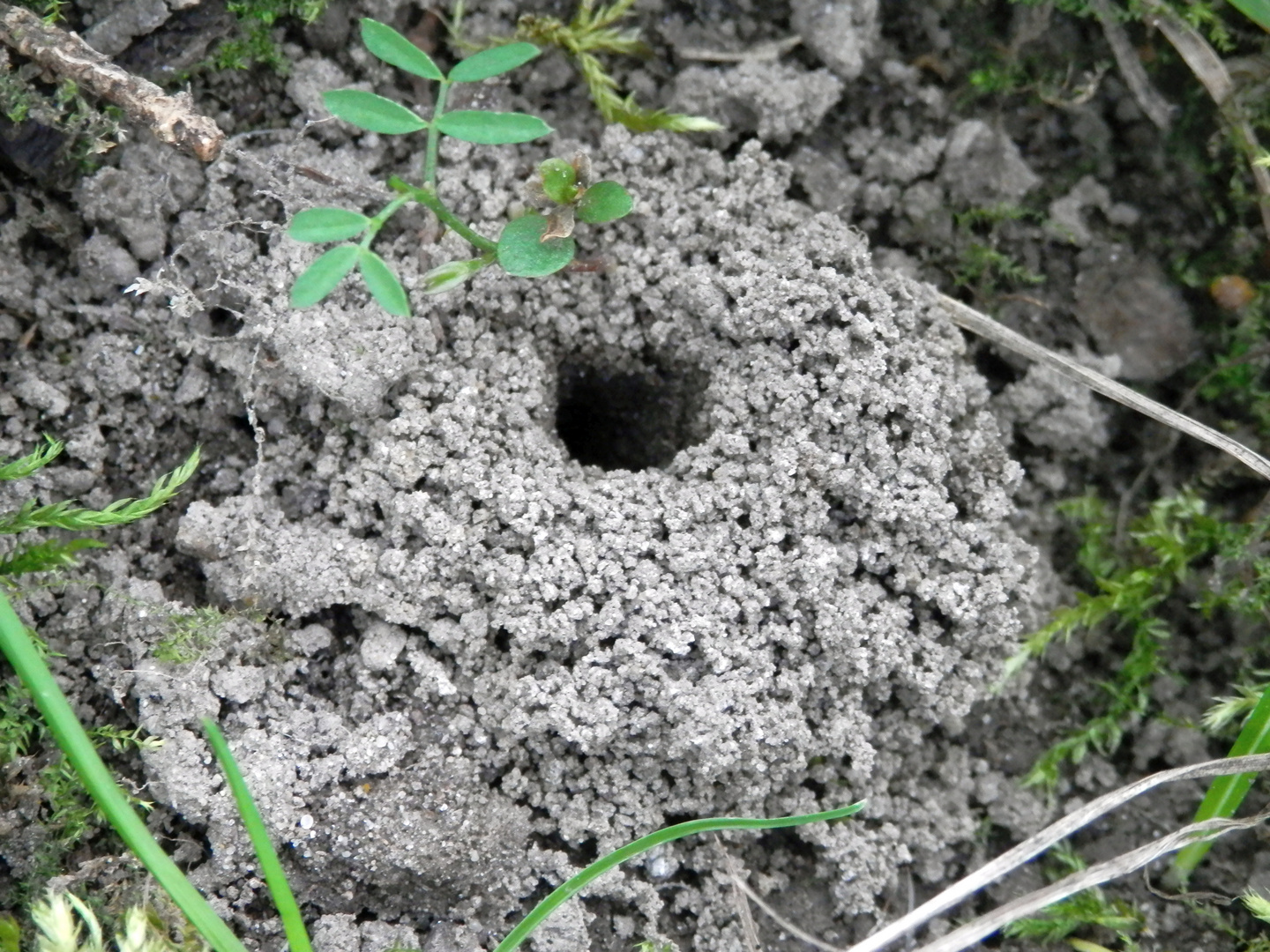 Sandbienen-Bau - ein aufgehäufeltes Loch im Boden