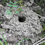 Sandbienen-Bau - ein aufgehäufeltes Loch im Boden