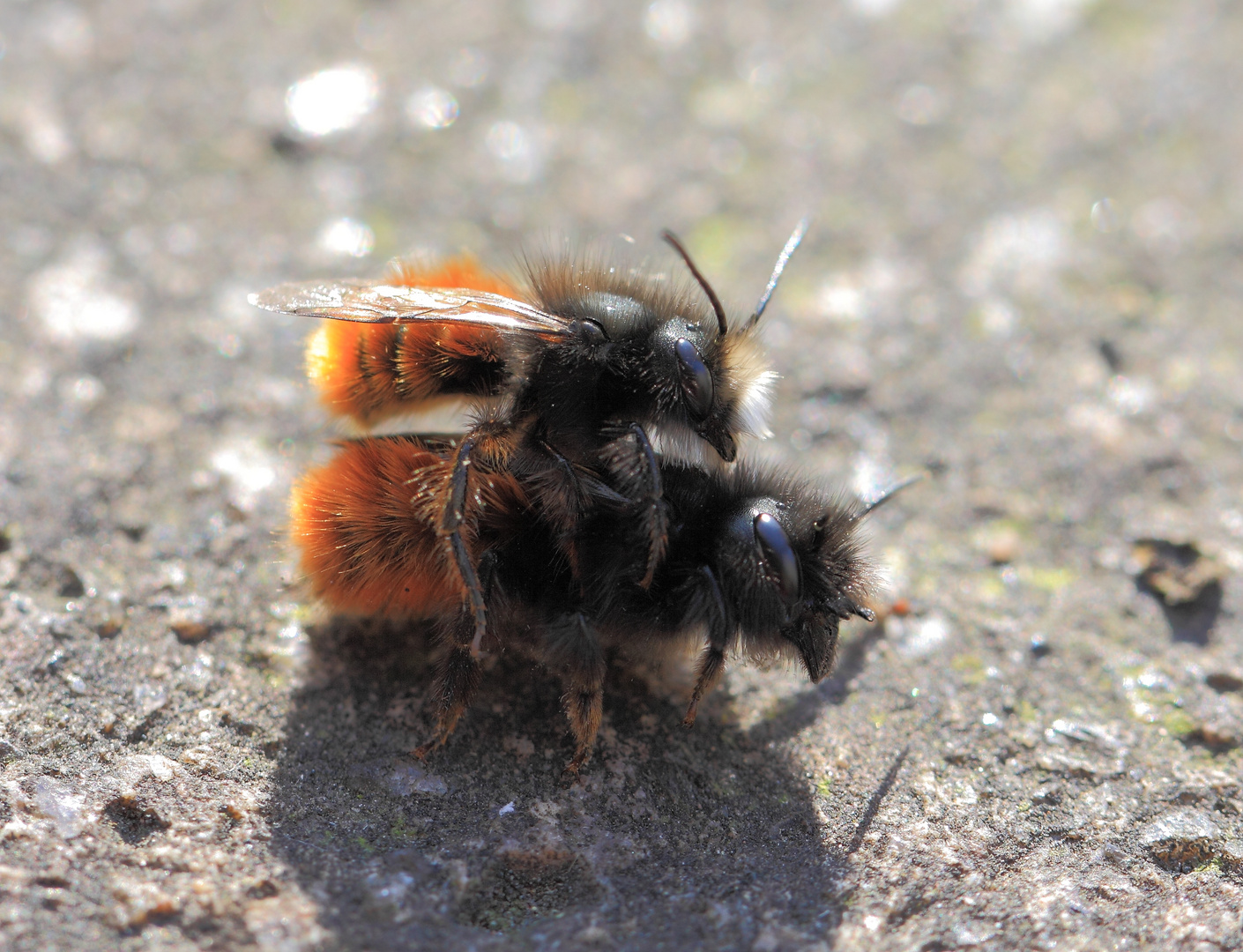 Sandbienen bei der Paarung