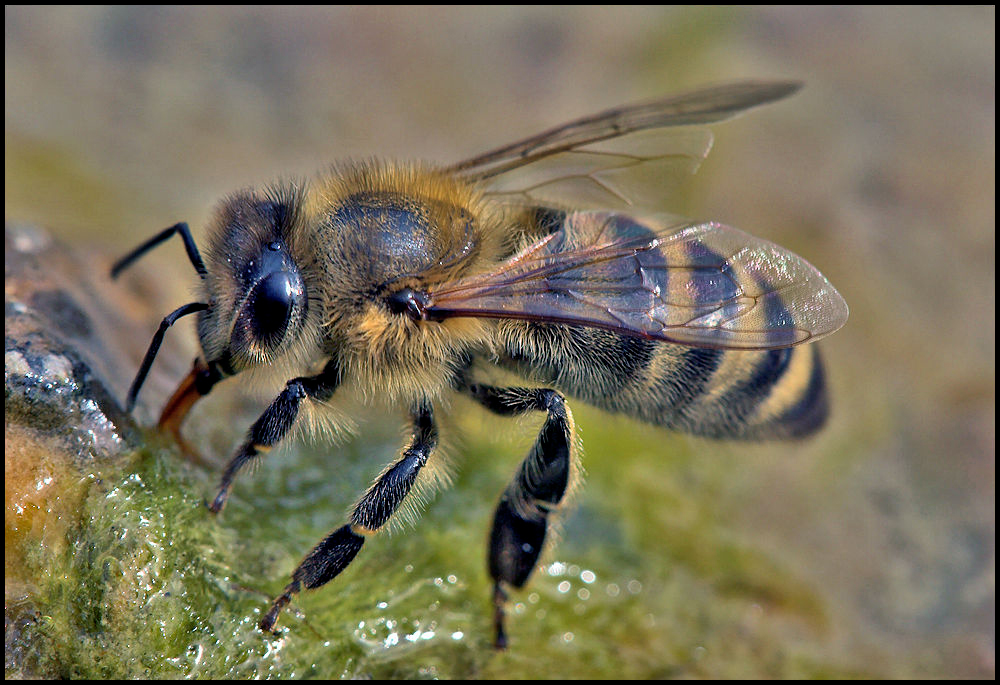 Sandbienen brauchen Mineralien