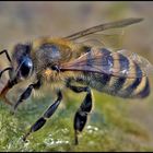 Sandbienen brauchen Mineralien