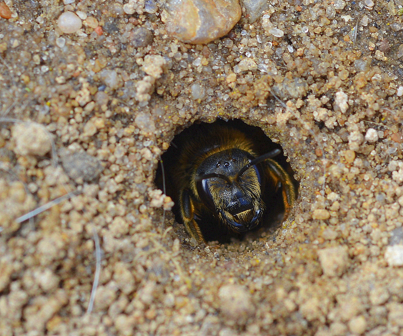 sandbienen