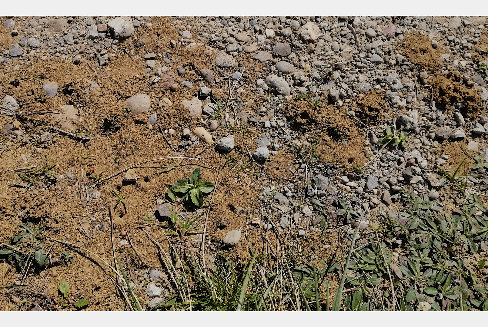 Sandbienen