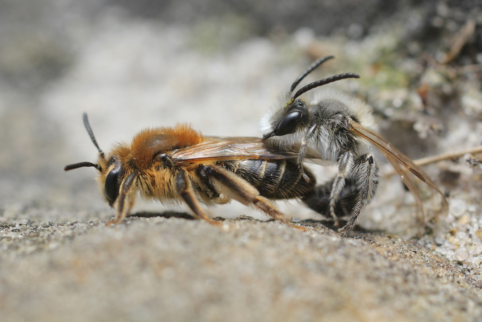 Sandbienen-Paarung