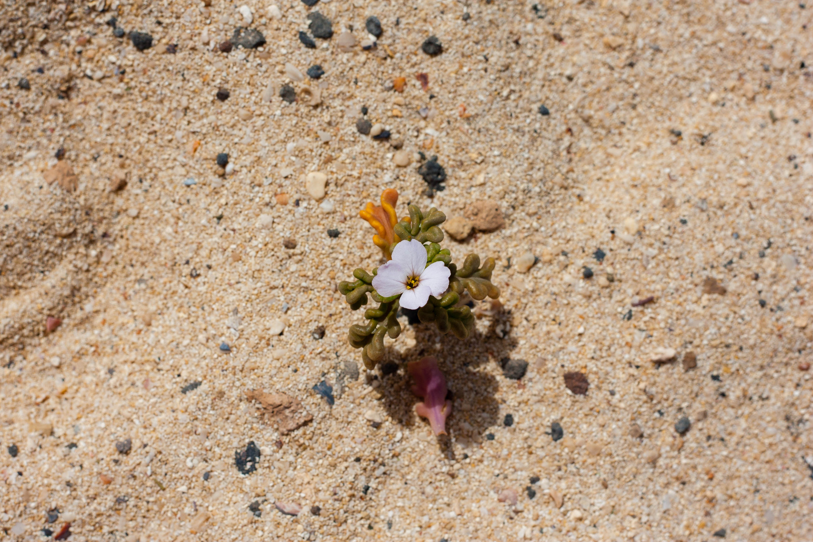 Sand.Blume