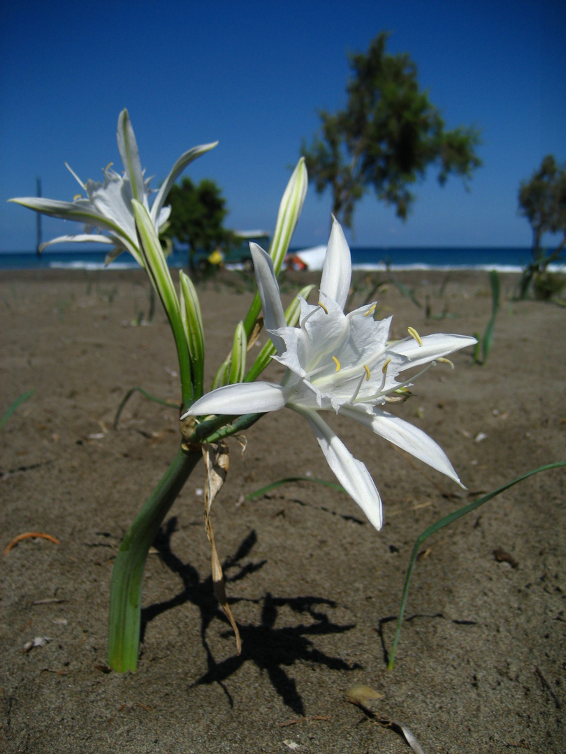 Sandblumen und Salzbäume