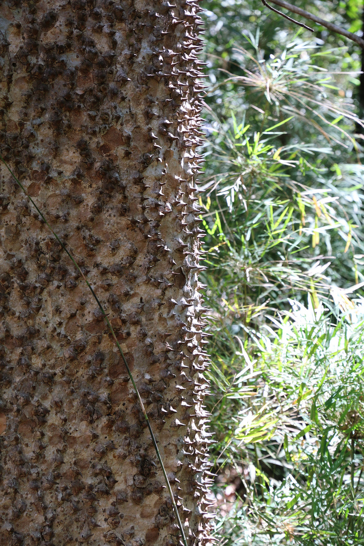  Sandbüchsenbaum, Costa Rica