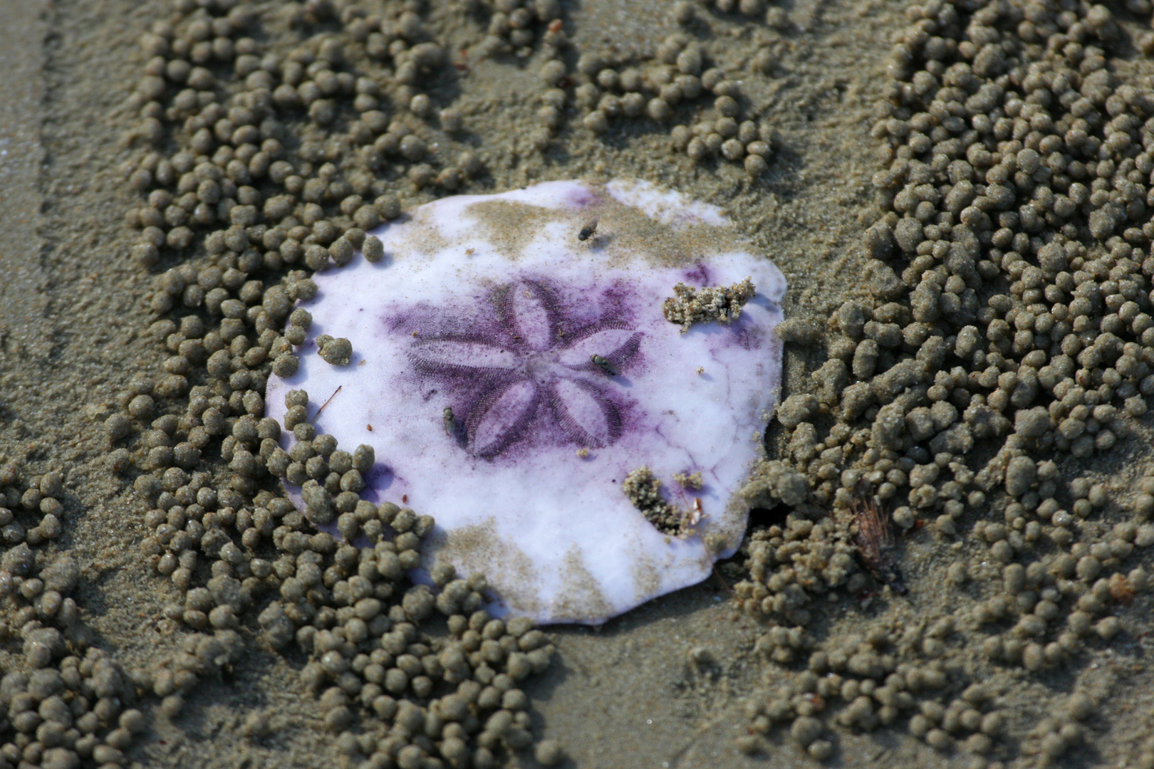 Sanddollar