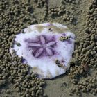 Sanddollar