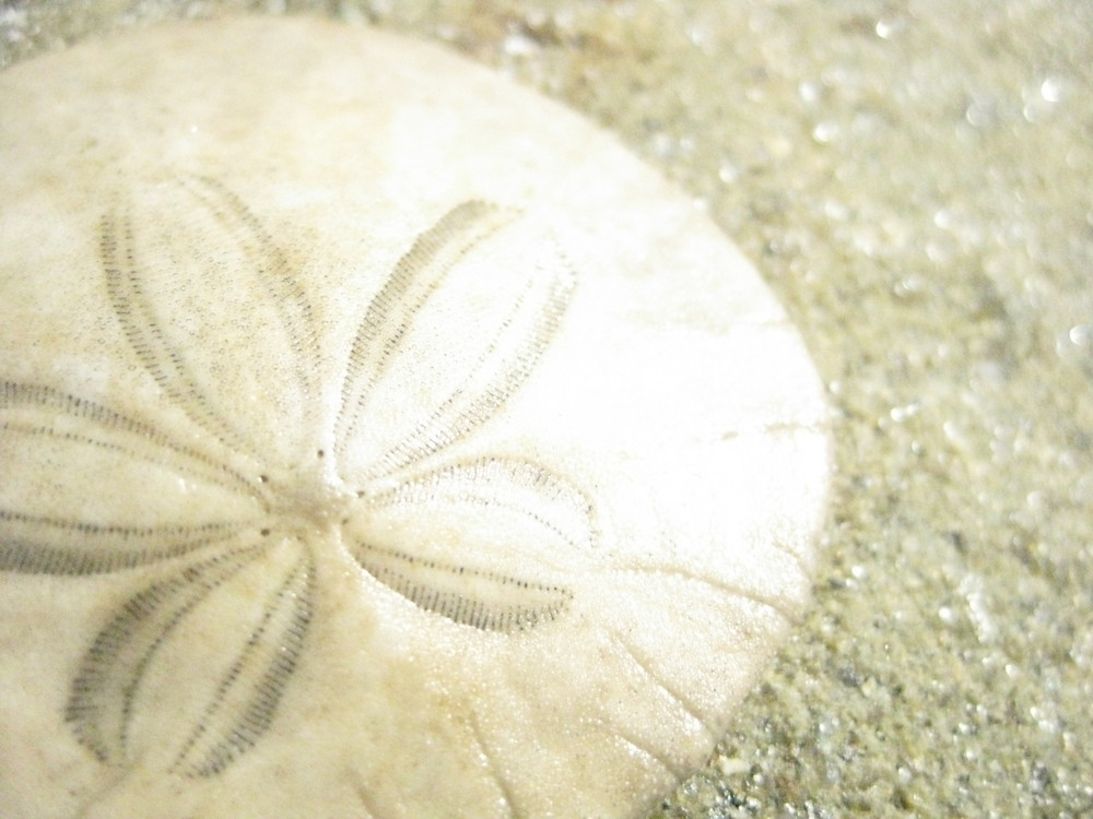 Sanddollar